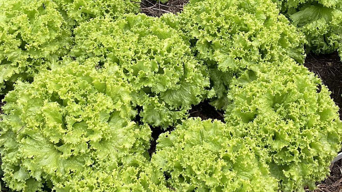 Lechuga Verde Crespa