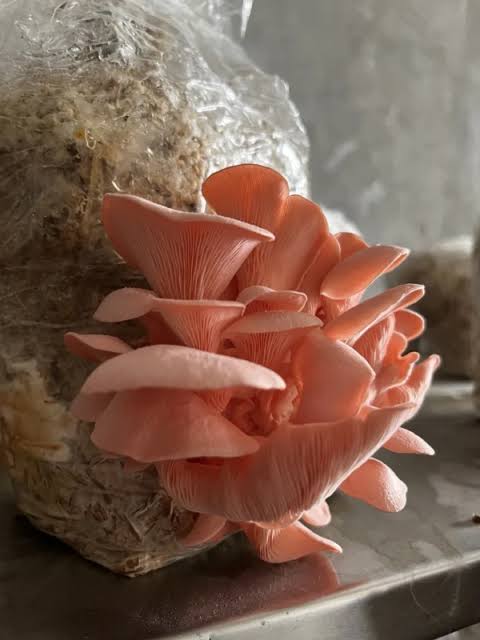 Pink oyster mushroom